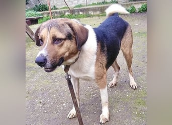 Kiwi ist eine coole Socke