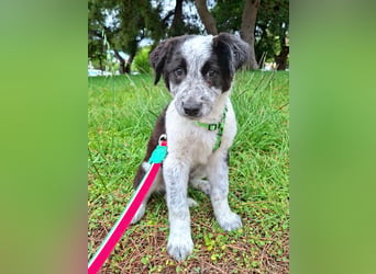 Toby ist ein fröhliches Hundekind