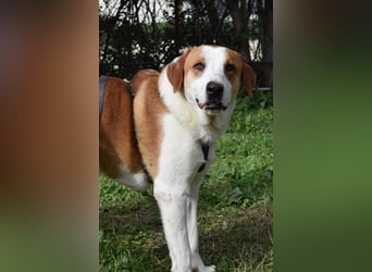 Theo: Prachtjunge auf vier Pfoten