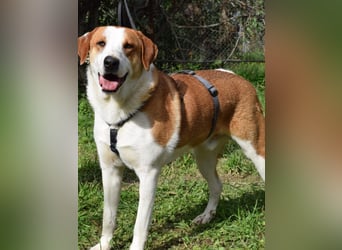 Theo: Prachtjunge auf vier Pfoten