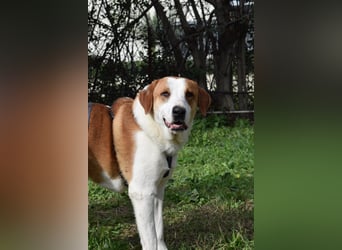 Theo: Prachtjunge auf vier Pfoten