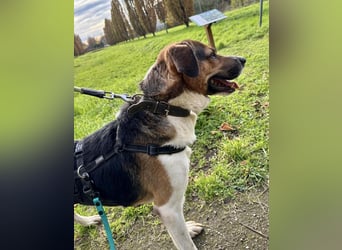 Kiwi ist eine coole Socke