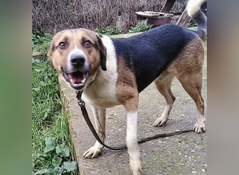 Kiwi ist eine coole Socke