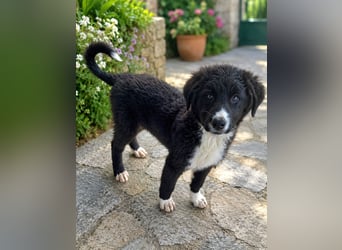 Maestro - kleiner Entdecker sucht seine Familie