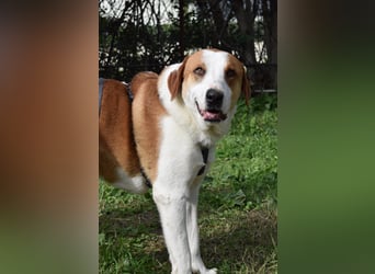 Theo: Prachtjunge auf vier Pfoten