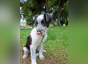 Toby ist ein fröhliches Hundekind