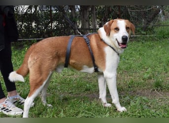 Theo: Prachtjunge auf vier Pfoten