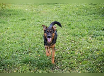 John-Boy: Junghund sucht ein Zuhause