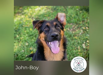 John-Boy: Junghund sucht ein Zuhause