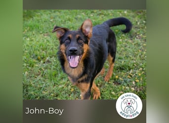 John-Boy: Junghund sucht ein Zuhause