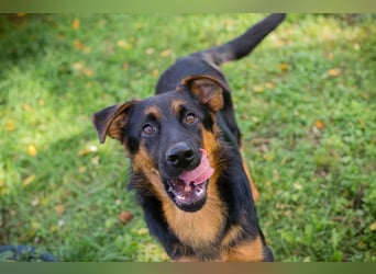 John-Boy: Junghund sucht ein Zuhause