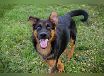 John-Boy: Junghund sucht ein Zuhause