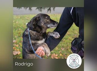 Rodrigo: Geduld zahlt sich aus