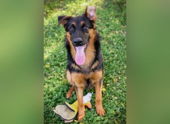 John-Boy: Junghund sucht ein Zuhause