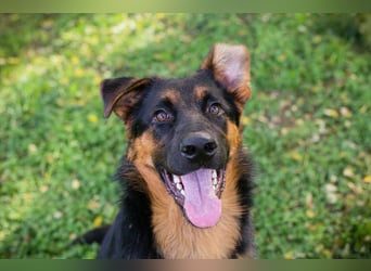 John-Boy: Junghund sucht ein Zuhause