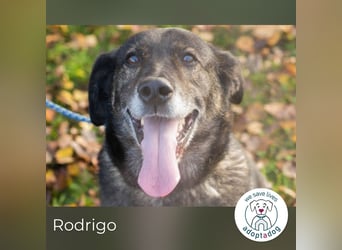 Rodrigo: Geduld zahlt sich aus