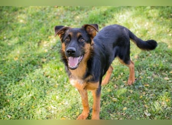 John-Boy: Junghund sucht ein Zuhause