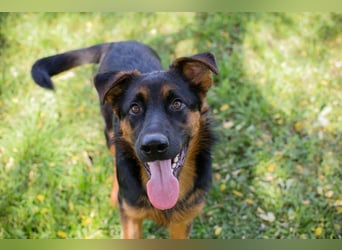 John-Boy: Junghund sucht ein Zuhause