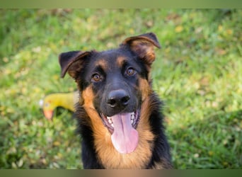 John-Boy: Junghund sucht ein Zuhause