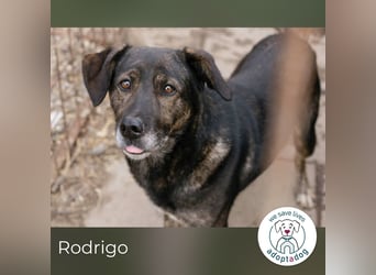 Rodrigo: Geduld zahlt sich aus