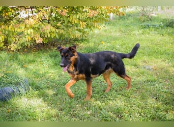 John-Boy: Junghund sucht ein Zuhause