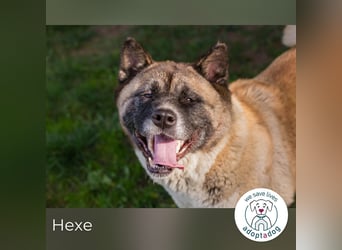 Hexe: sucht ein Zuhause