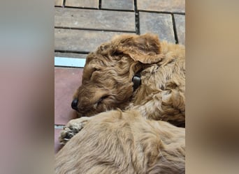 Irish Doodle Welpen aus liebevoller Familienaufzuch