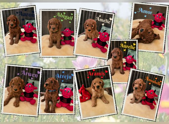Irish Doodle Welpen aus liebevoller Familienaufzuch