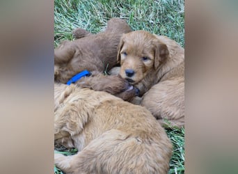 Irish Doodle Welpen aus liebevoller Familienaufzuch