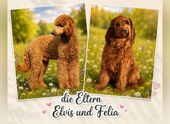 Irish Doodle Welpen aus liebevoller Familienaufzuch