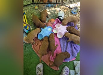 Irish Doodle Welpen aus liebevoller Familienaufzuch