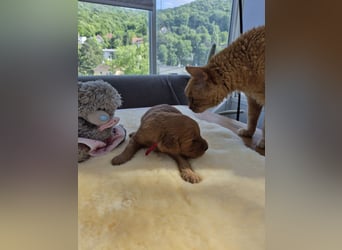 Irish Doodle Welpen aus liebevoller Familienaufzuch