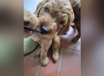 Irish Doodle Welpen aus liebevoller Familienaufzuch