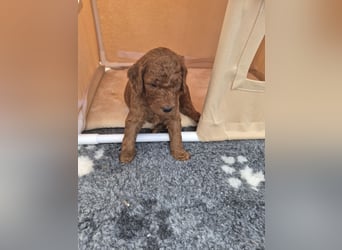 Irish Doodle Welpen aus liebevoller Familienaufzuch