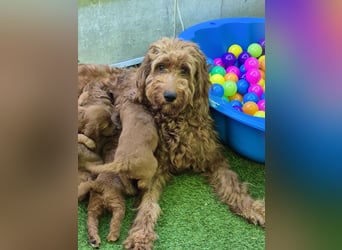 Irish Doodle Welpen aus liebevoller Familienaufzuch