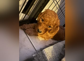 Irish Doodle Welpen aus liebevoller Familienaufzuch