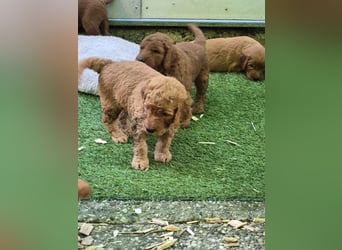 Irish Doodle Welpen aus liebevoller Familienaufzuch