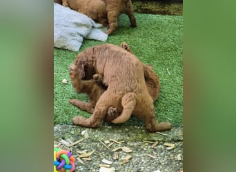 Irish Doodle Welpen aus liebevoller Familienaufzuch