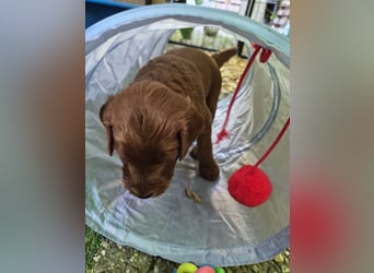 Irish Doodle Welpen aus liebevoller Familienaufzuch