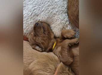 Irish Doodle Welpen aus liebevoller Familienaufzuch