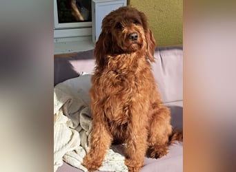 Irish Doodle Welpen aus liebevoller Familienaufzuch