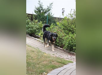 Kali - auf der Suche nach dem Glück