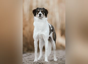 Adam - erobert schnell die Herzen