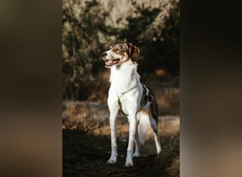 Adam - erobert schnell die Herzen