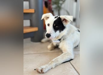 Oreo - hat ein großes Herz
