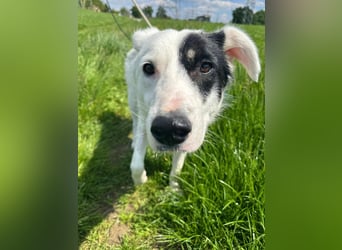 Oreo - hat ein großes Herz