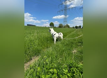 Oreo - hat ein großes Herz