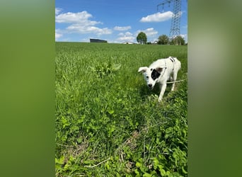 Oreo - hat ein großes Herz