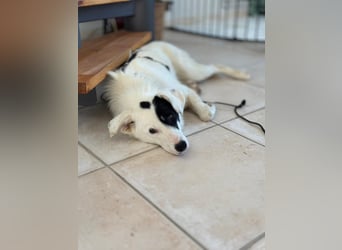 Oreo - hat ein großes Herz