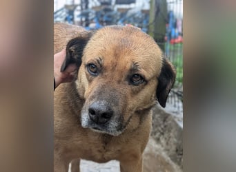 Molly - aus Mangalia